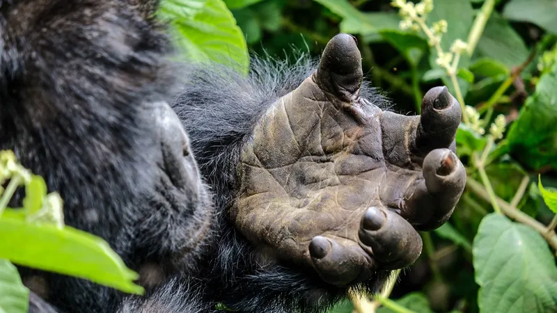 Gorilla hand