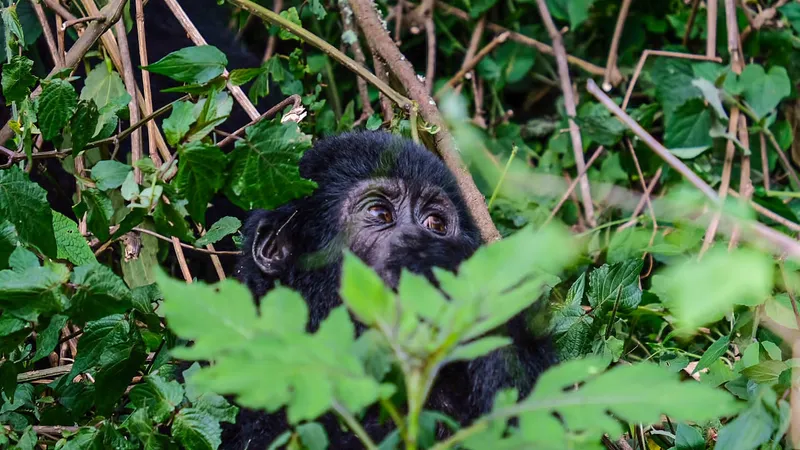 Baby gorilla in a thicket