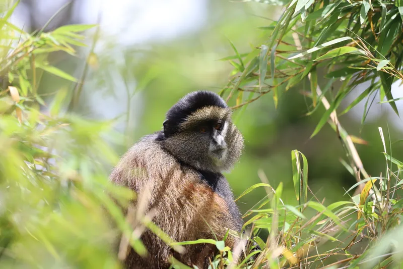 a golden monkey