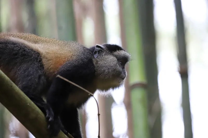 Golden monkey