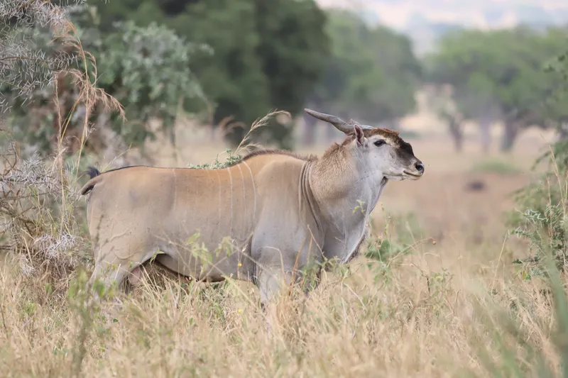 Eland