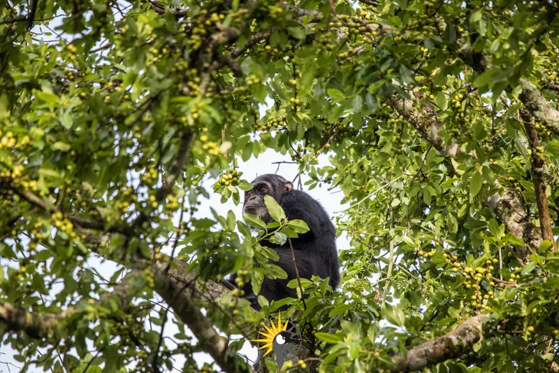 Chimpanzee in Rwanda