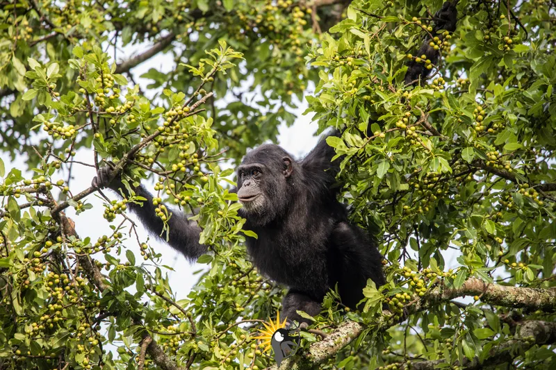 Chimpanzee in Rwanda