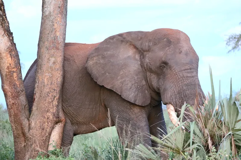 African Elephant in Murchison Falls National Park
