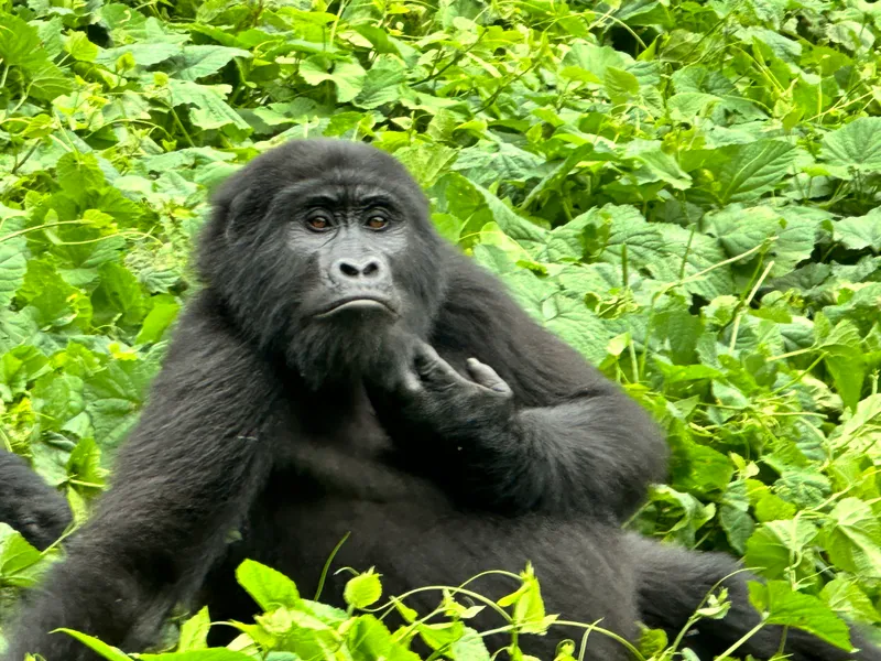 Female gorilla