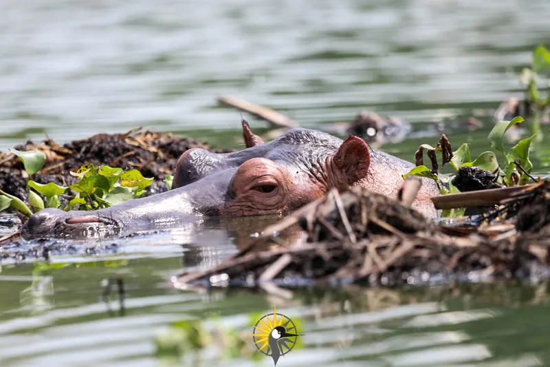 Hippo