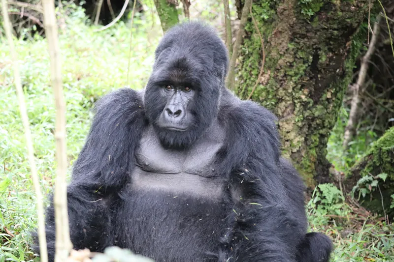Silverback gorilla