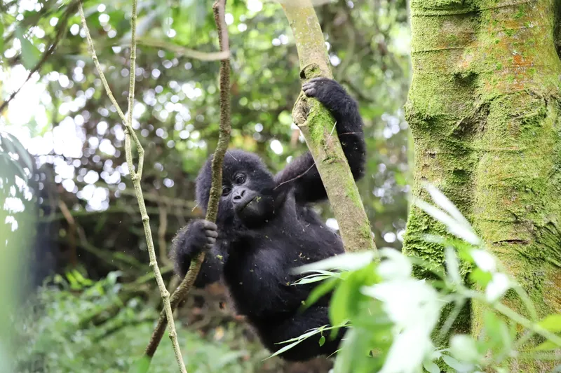 Baby gorilla