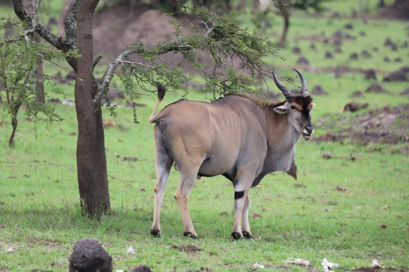 Eland in Lake mburo