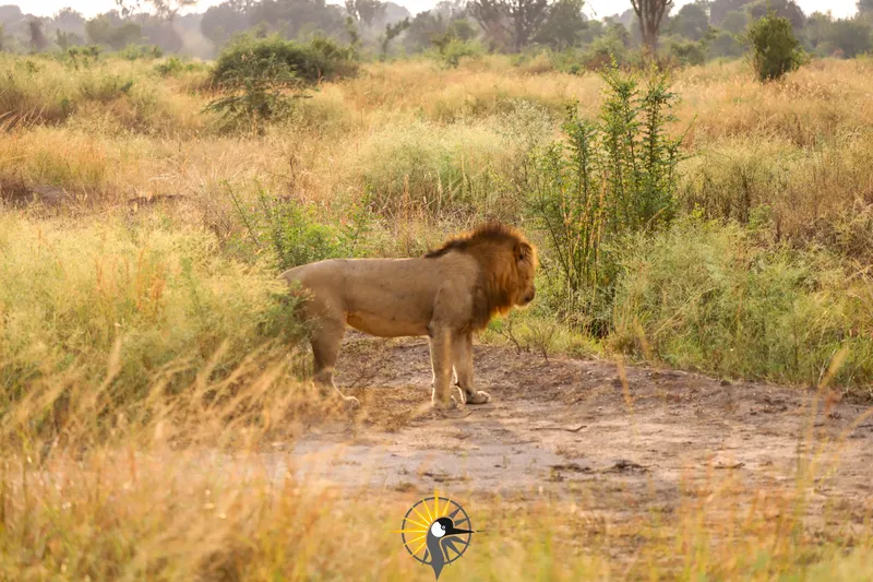male lion