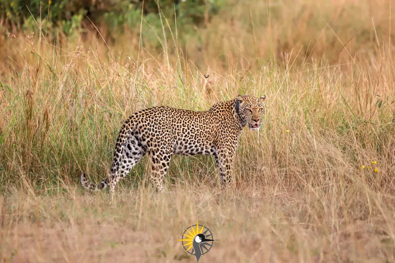 A leopard at Kasenyi plains