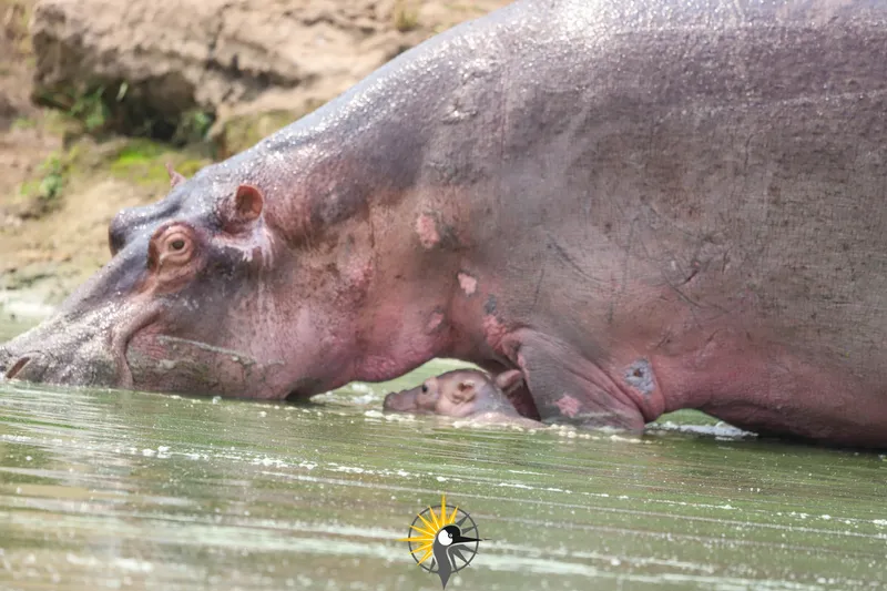 Hippo with its baby