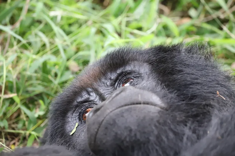 A gorilla facing upwards