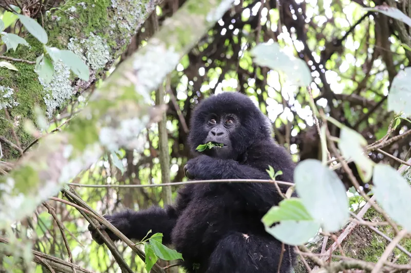 Gorilla in a tree