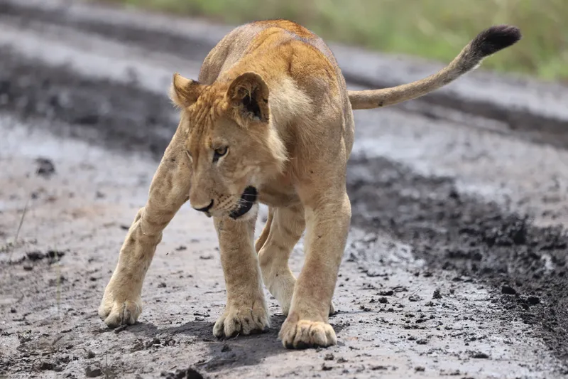 Lion at Kasenyi plains