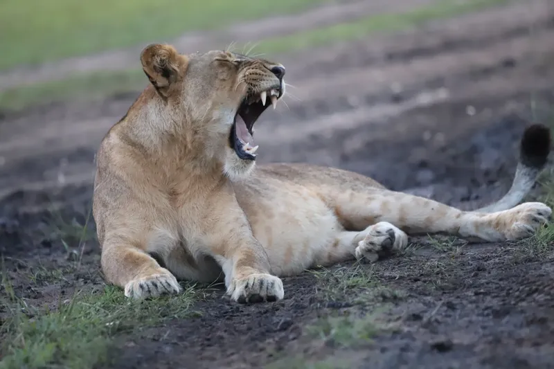 Yawning lioness
