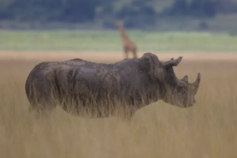 Black rhino in Akagera