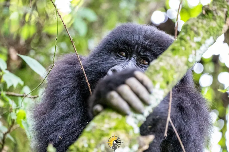 A female gorilla is holding a tree