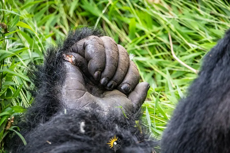 Gorilla's fist