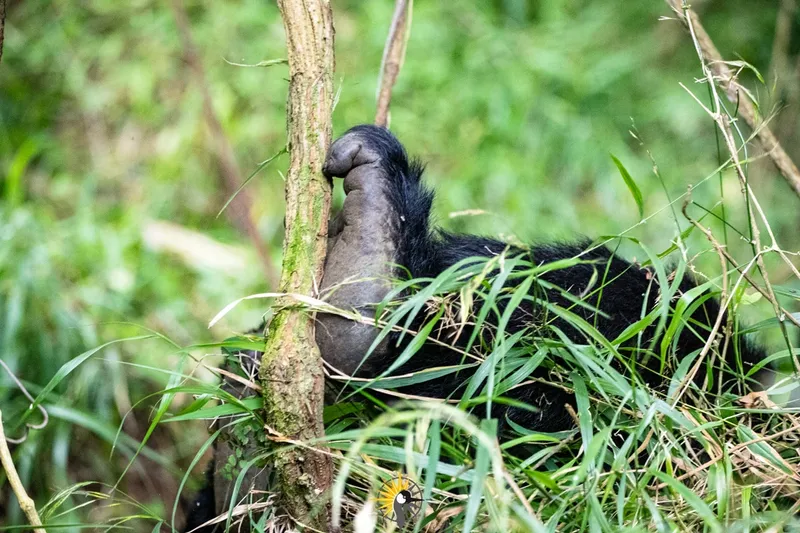 a leg of a mountain gorilla