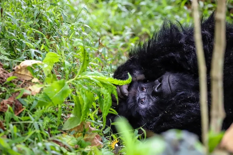 a gorilla sleeping
