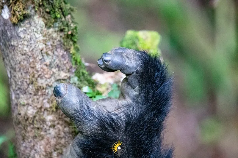 A gorilla's digits