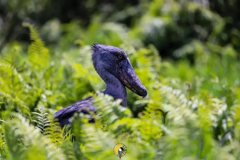 shoebill