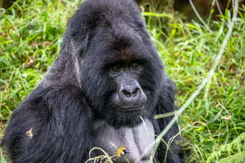 Silverback mountain gorilla