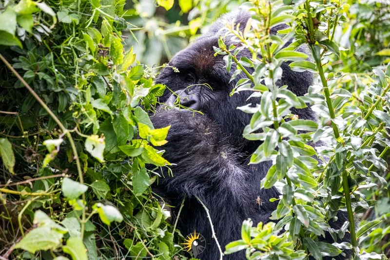 silverback gorilla in a thicket