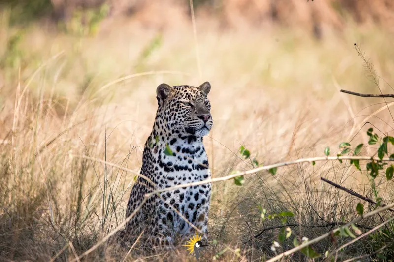 A Leopard sitting